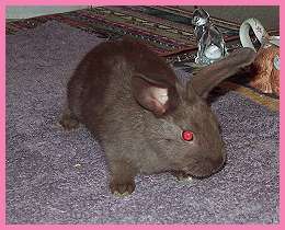 mousse (12K)